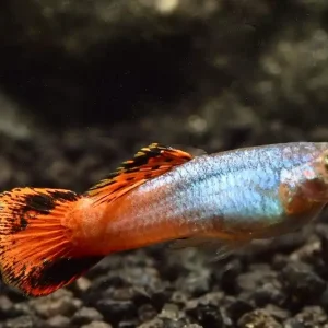 Guppy "Coral Tail" (Poecilia reticulata) Neu Im Sortiment